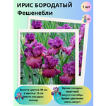 Флокс метельчатый Рейнбоу Дансер (1 корневище в горшке). Holland Bulbs (Голландия) - Изображение 7