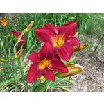 Можжевельник горизонтальный Limeglow (Лаймглоу) 20-40 см в пластиковом горшке 3 л, саженец, живое хвойное растение - Изображение 3