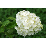 Можжевельник горизонтальный Limeglow (Лаймглоу) 20-40 см в пластиковом горшке 3 л, саженец, живое хвойное растение - Изображение 6