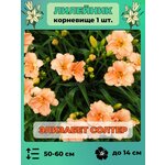 Флокс метельчатый Рейнбоу Дансер (1 корневище в горшке). Holland Bulbs (Голландия) - Изображение 5