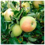 AGROVIDA Саженец Гортензия метельчатая Ваниль Фрайз - Изображение 6