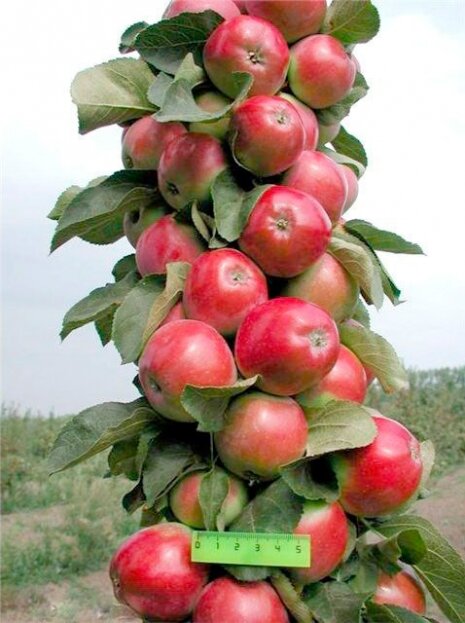 Саженцы Яблоня колоновидная Трайдент ( 2 года , С3,5 , 40-60 см )