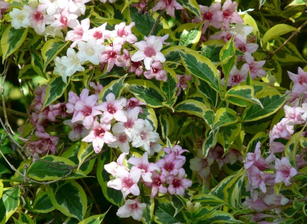 Саженцы Вейгела цветущая Вариегата ( 3 года , С5 , 40-60 см )