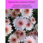 Флокс метельчатый Рейнбоу Дансер (1 корневище в горшке). Holland Bulbs (Голландия) - Изображение 2