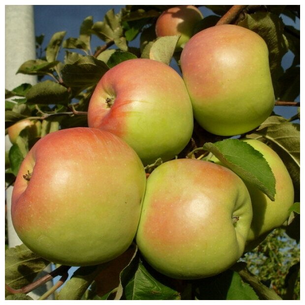 Саженец Яблоня Синап Орловский