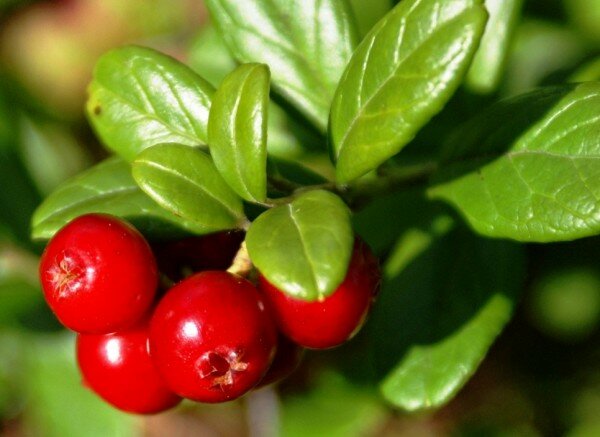 Dolinski Саженцы Брусника Линнея ( 2 года , С2 , 10-20 см )