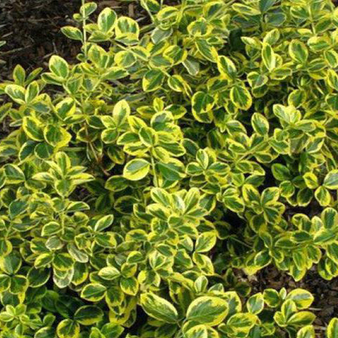 Саженцы Бересклет Форчуна Канадэйл Голд ( 2 года , С2 , 10-20 см )